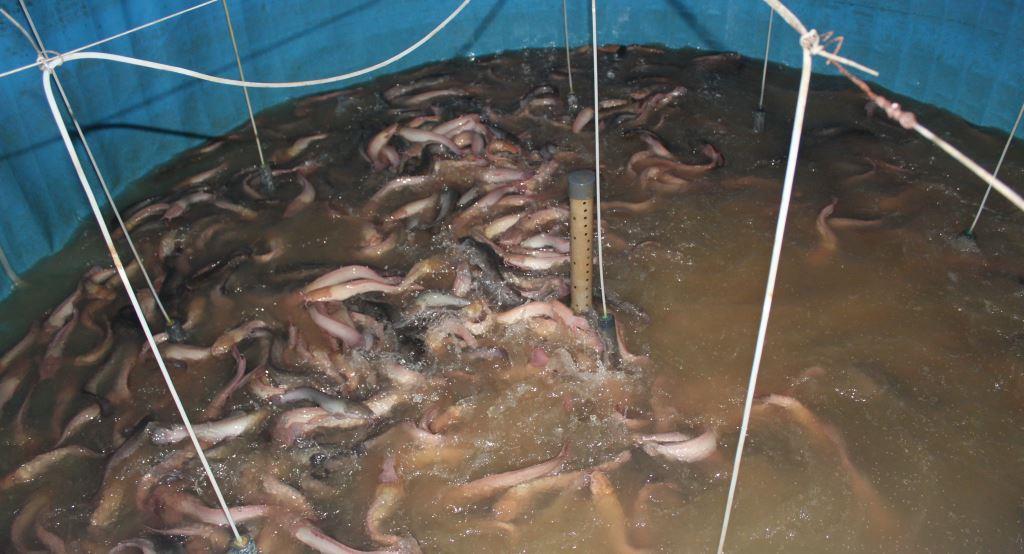 Biofloc for intensive shrimp culture